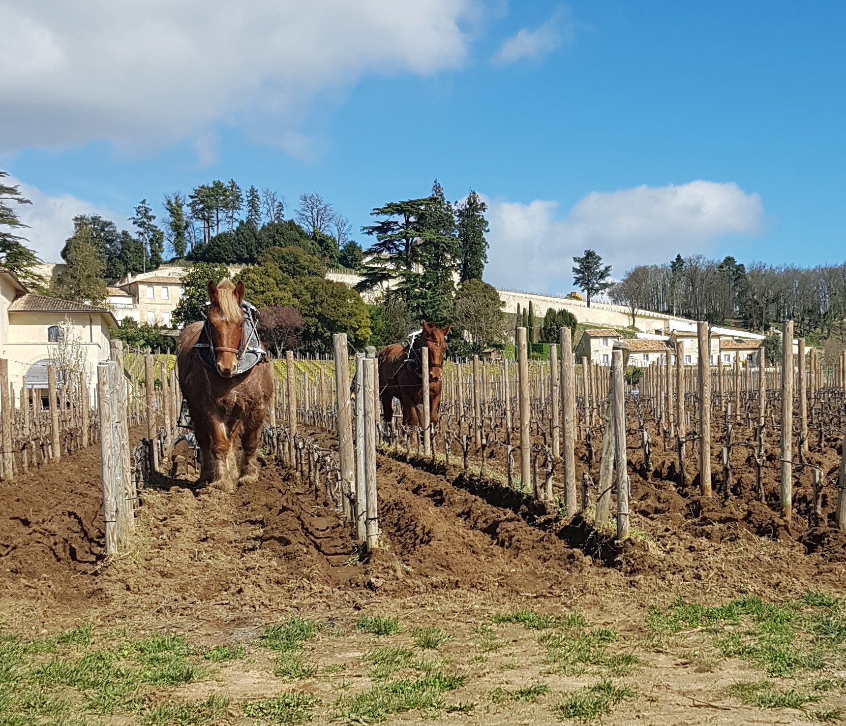 Labour des champs, vin bio